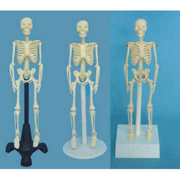 Medical Teaching Human Skeletal System Model (R020203)